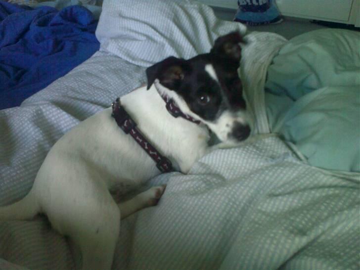 Dansk svensk gaardhund Freya - Mor, der skal ske noget..!  billede 14