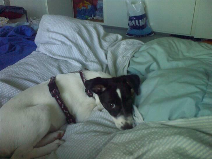 Dansk svensk gaardhund Freya - Mor, jeg keder mig... billede 16