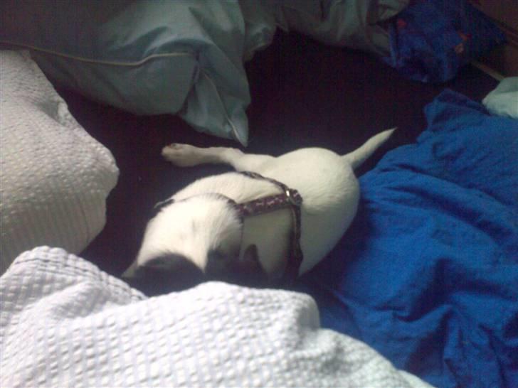 Dansk svensk gaardhund Freya - Gemmeleg - tit tit.. billede 17