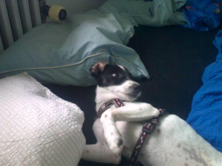 Dansk svensk gaardhund Freya - Hvad laver far..?? billede 19