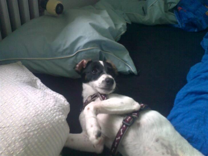 Dansk svensk gaardhund Freya - Hallo - er der ingen der gider at putte med mig..?? billede 20