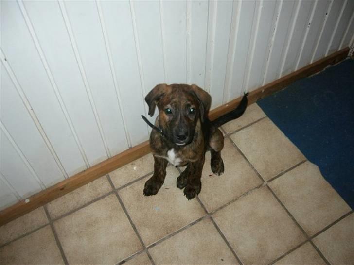 Blanding af racer Bailey. R.I.P. <3 - Bailey. billede 1