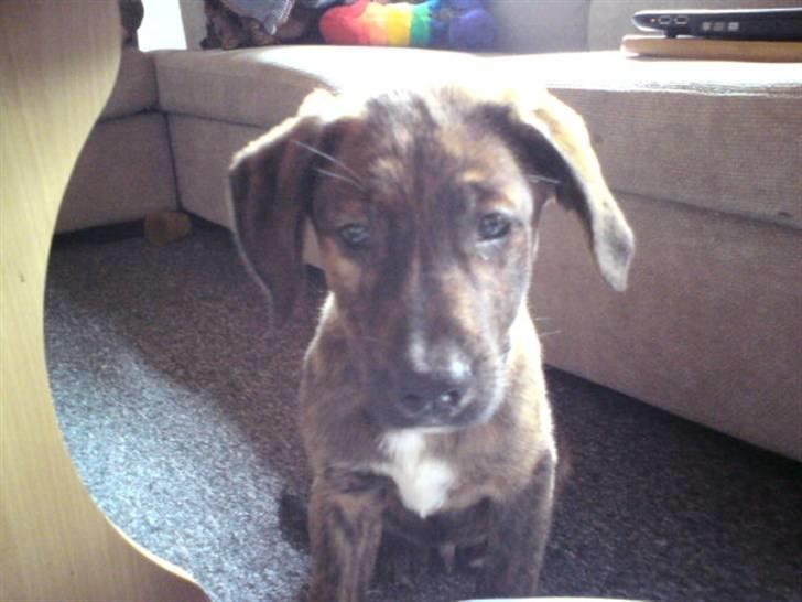 Blanding af racer Bailey. R.I.P. <3 - Lige ankommet til sit nye hjem :) billede 2