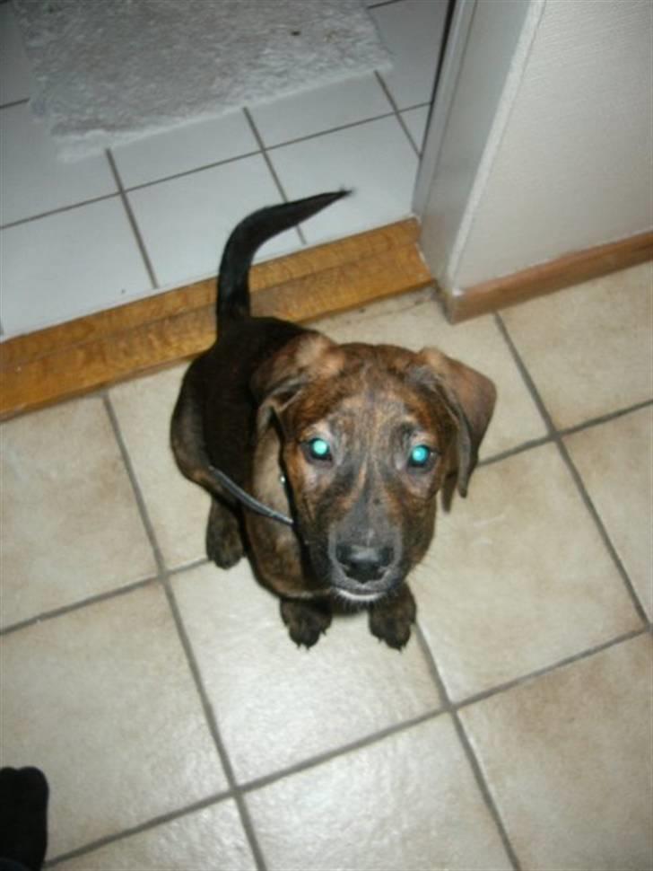 Blanding af racer Bailey. R.I.P. <3 - "Er jeg ikk sød?" billede 3