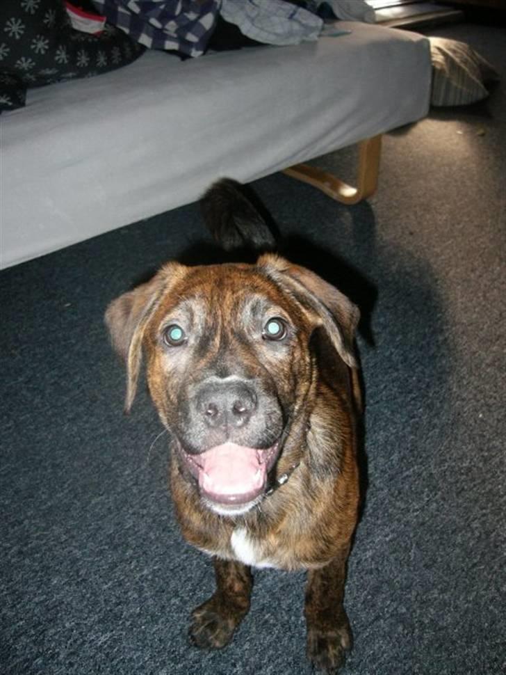 Blanding af racer Bailey. R.I.P. <3 - Bailey :) billede 4