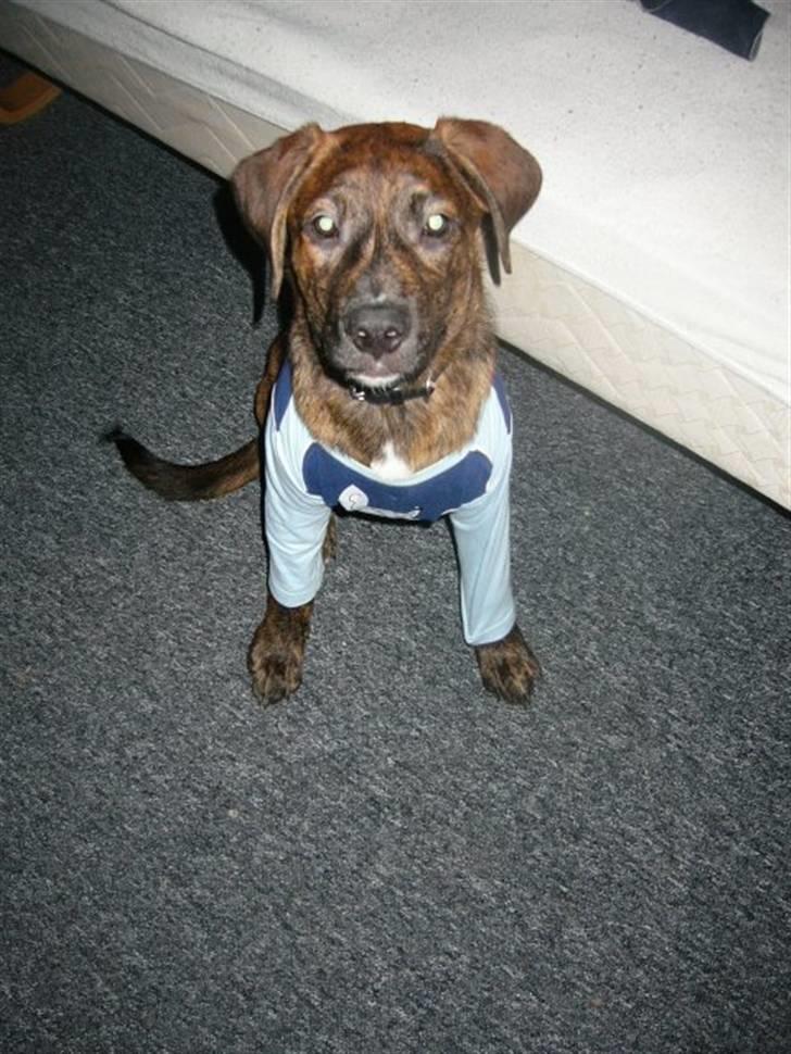 Blanding af racer Bailey. R.I.P. <3 - Bailey med nattøj på :P (Min søn´s nat trøje som bailey selv hentede , så fik han den på , bare for sjov) billede 5