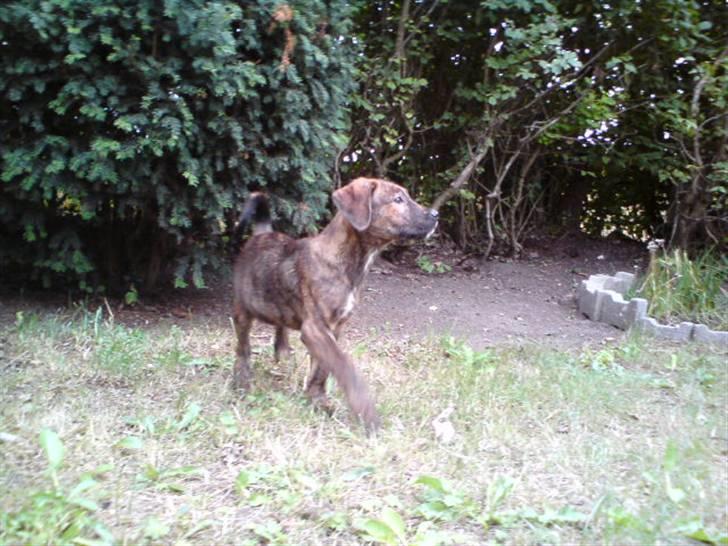 Blanding af racer Bailey. R.I.P. <3 - Bailey :) billede 6