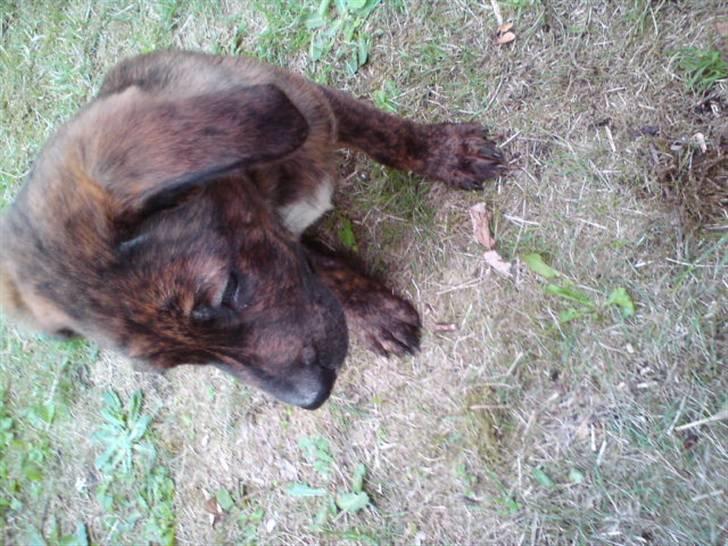 Blanding af racer Bailey. R.I.P. <3 - Bailey :) Beklager at billedet vender forkert. billede 7