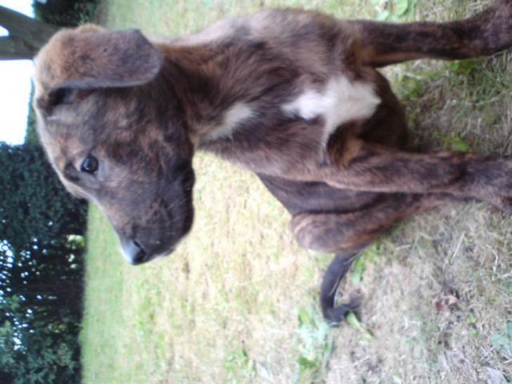 Blanding af racer Bailey. R.I.P. <3 - Bailey :) Beklager at billedet vender forkert. billede 8