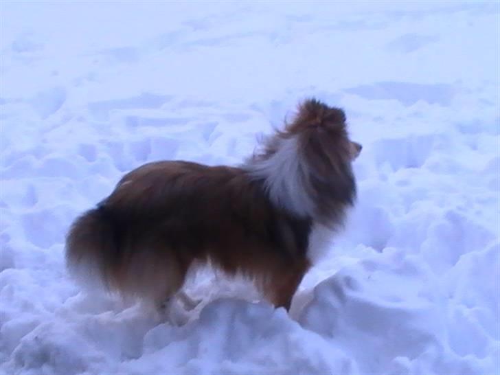 Shetland sheepdog Freja - død april 2014 - Freja i sneen, dec. 2009 billede 6