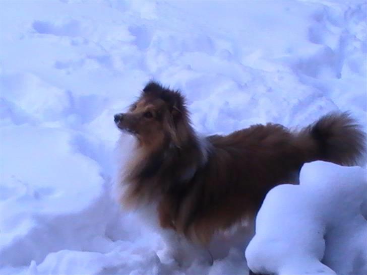 Shetland sheepdog Freja - død april 2014 - Freja i sneen, dec. 2009 billede 8