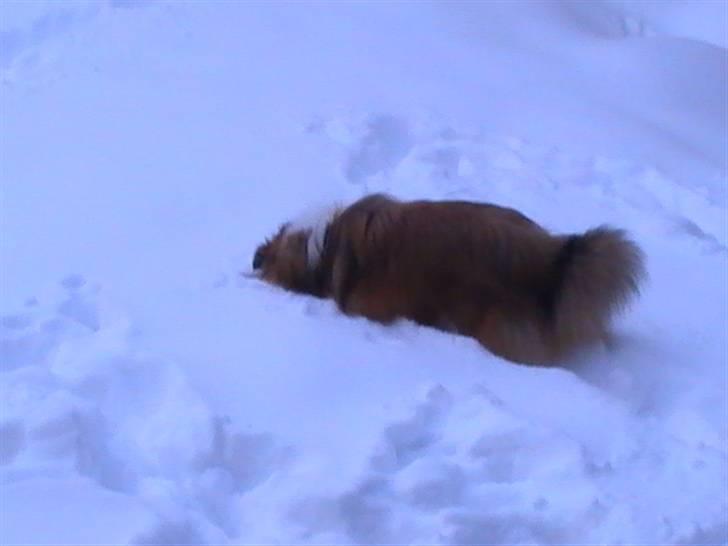 Shetland sheepdog Freja - død april 2014 - Freja i sneen, dec. 2009 billede 9