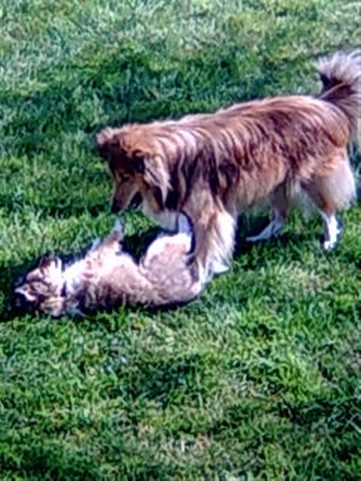 Shetland sheepdog Freja - død april 2014 - Freja leger med sin mor - 8½ uge gammel (den dag vi hentede hende hjem) billede 11