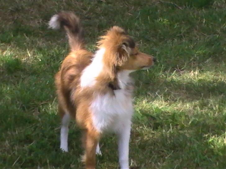 Shetland sheepdog Freja - død april 2014 - Freja 5 måneder billede 16