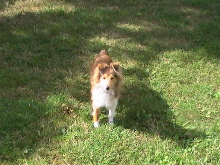 Shetland sheepdog Freja - død april 2014 - Freja 5 måneder billede 17