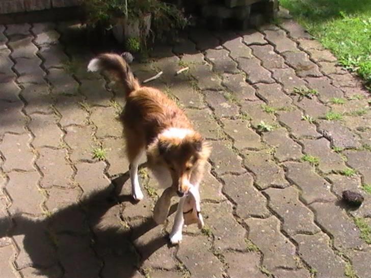 Shetland sheepdog Freja - død april 2014 - Freja 5 måneder billede 18