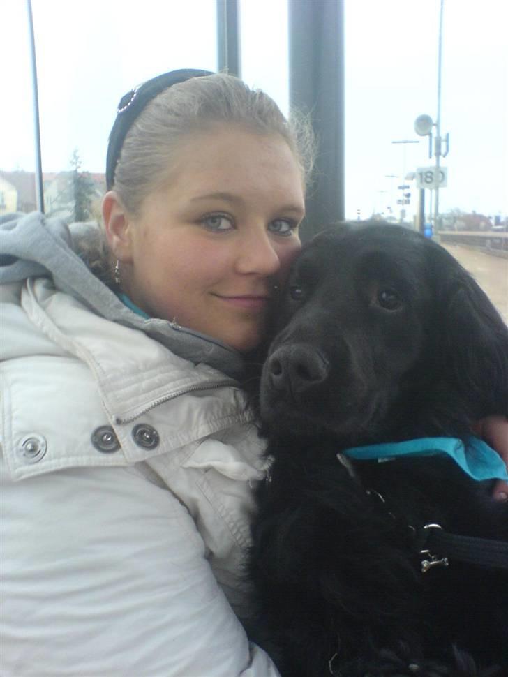 Blanding af racer Buster Cocklab/labcock billede 1