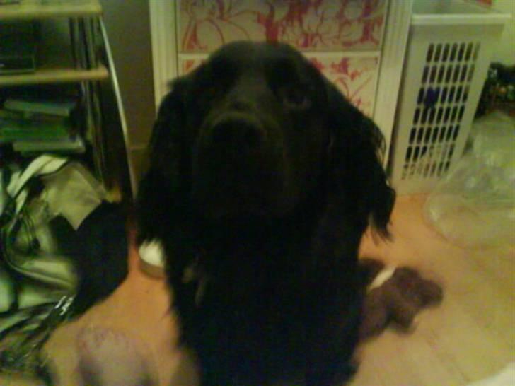 Blanding af racer Buster Cocklab/labcock billede 2