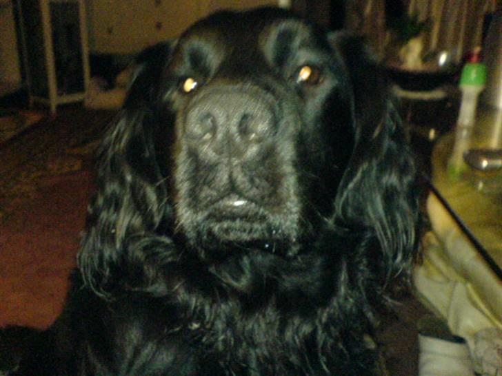 Blanding af racer Buster Cocklab/labcock billede 3