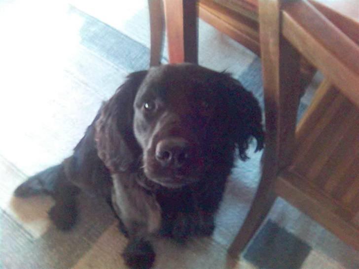 Blanding af racer Buster Cocklab/labcock billede 4