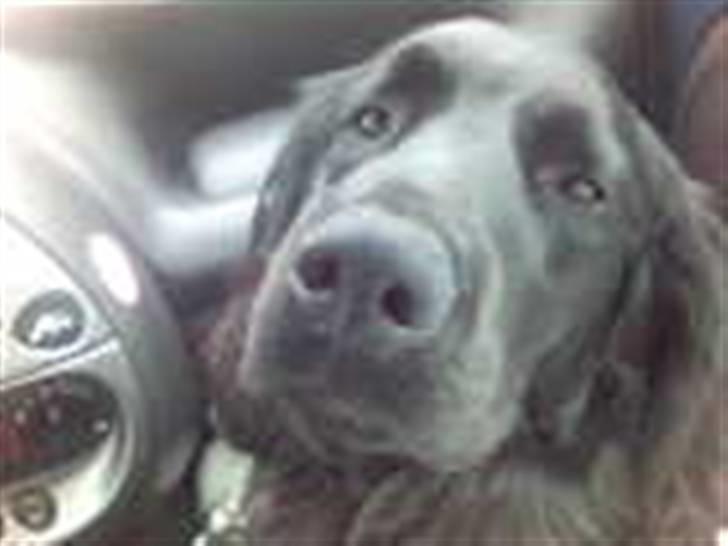 Blanding af racer Buster Cocklab/labcock billede 5