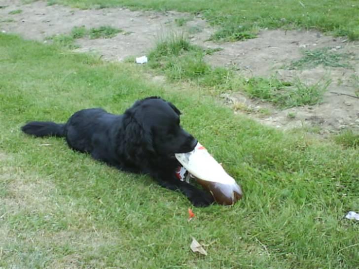 Blanding af racer Buster Cocklab/labcock billede 6