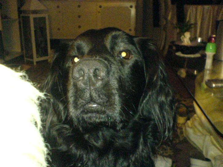 Blanding af racer Buster Cocklab/labcock billede 7