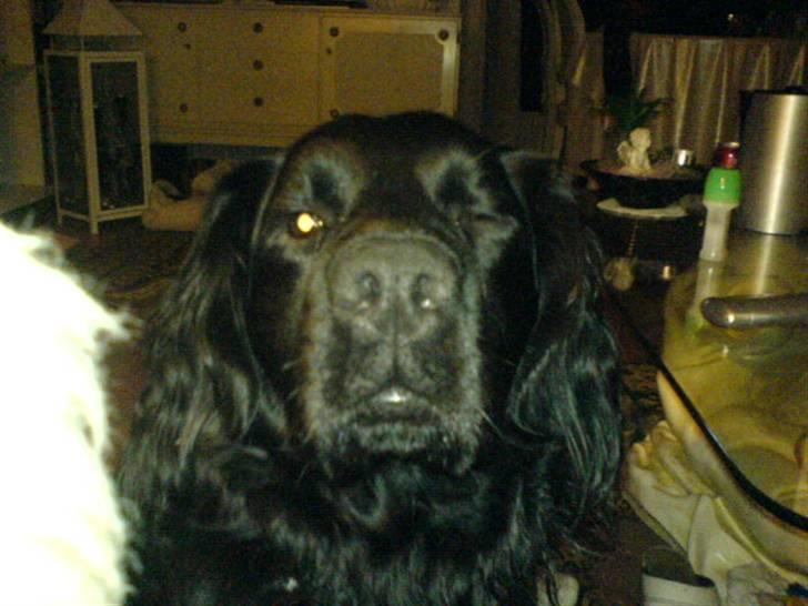 Blanding af racer Buster Cocklab/labcock billede 8