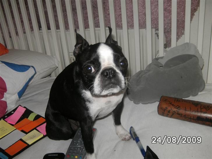 Boston terrier Debbie billede 1