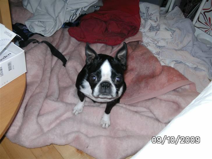 Boston terrier Debbie billede 2