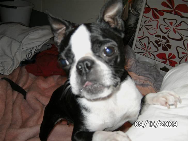 Boston terrier Debbie billede 4
