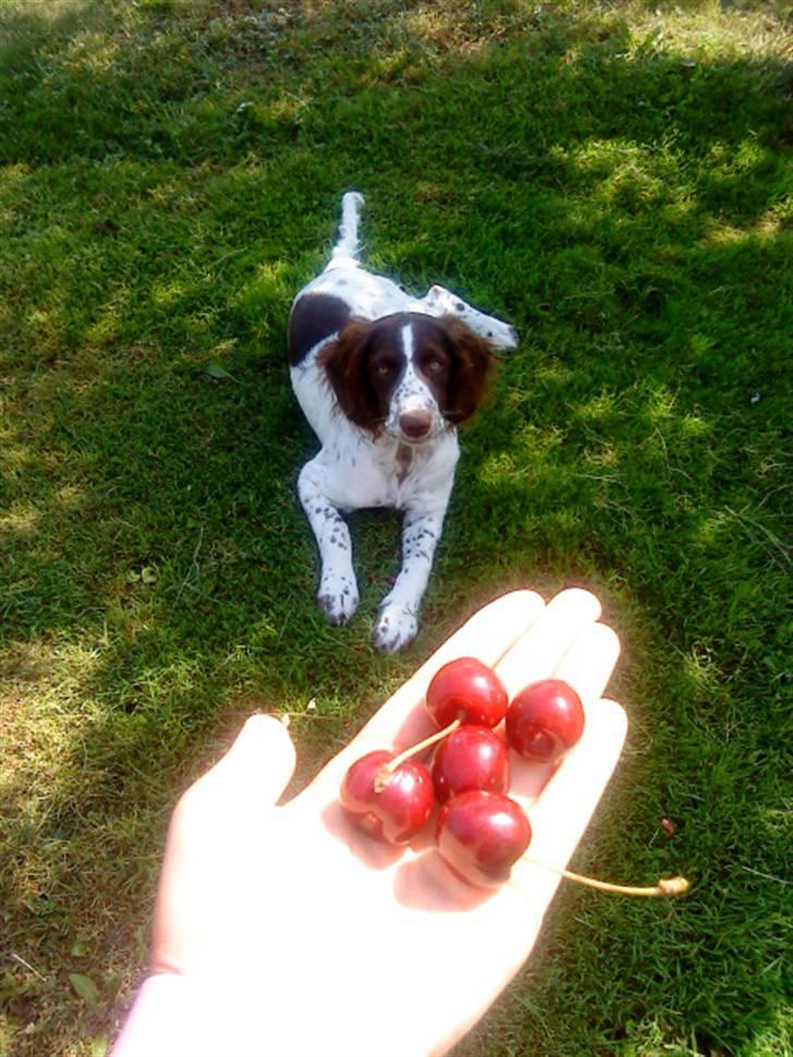 Blanding af racer Minne Sota - #11 Min hund kan godt lide moralerXD Foto: Federica Bertucci:D billede 11