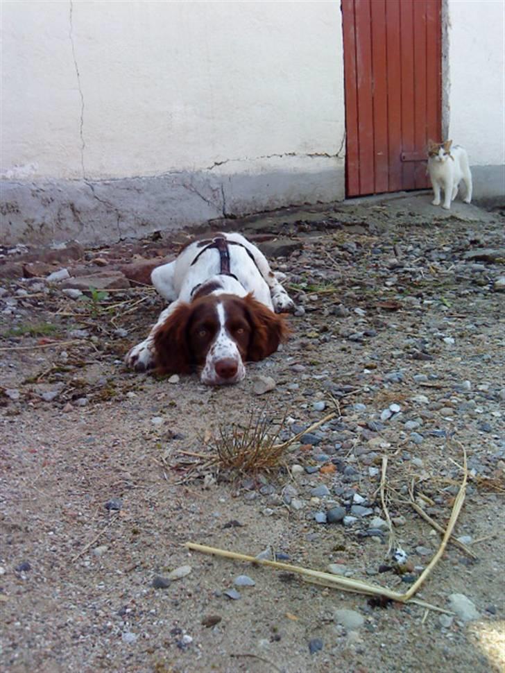 Blanding af racer Minne Sota - #12 Kat i bag vedXD Foto: Federica Bertucci:D billede 12