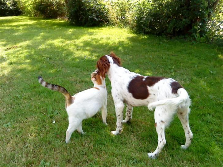 Blanding af racer Minne Sota - #13 Sota sammen med Tulle:D Foto: Federica Bertucci:D billede 13