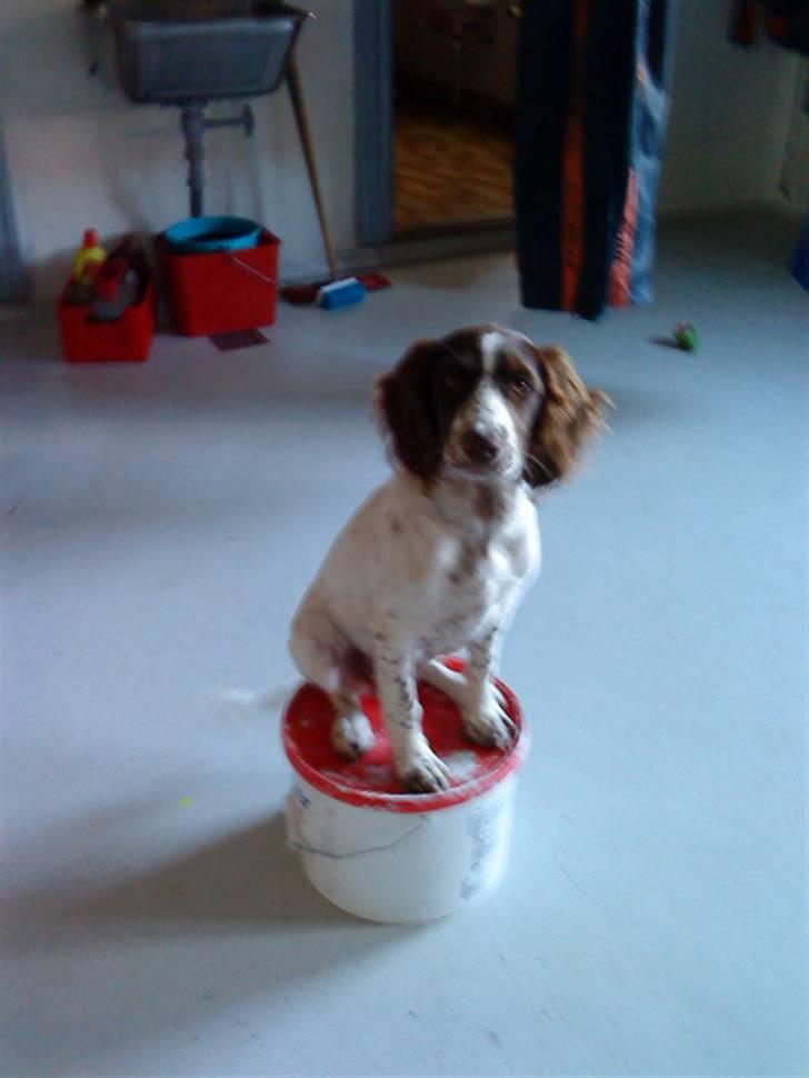 Blanding af racer Minne Sota - #14 oppe med alle fireXD Foto: Federica Bertucci:D billede 14