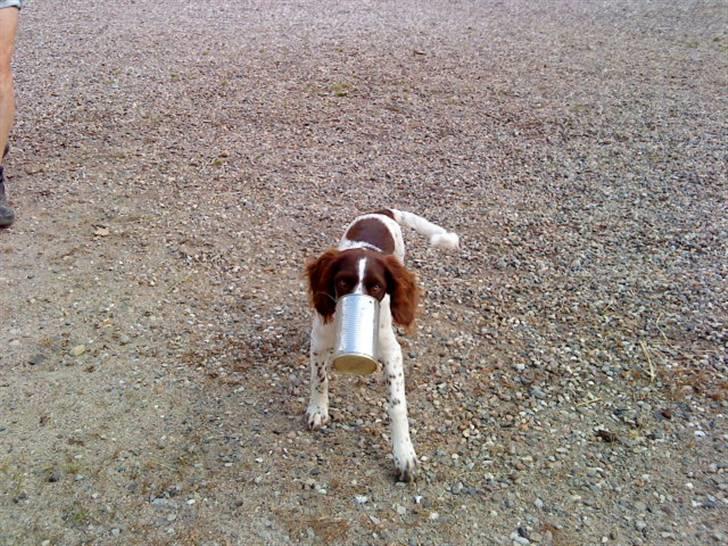 Blanding af racer Minne Sota - #15 Har jeg nogensinde sagt at min hund var helt normal?? XD Foto: Federica Bertucci:D billede 15