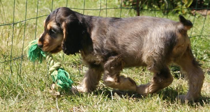 Cocker spaniel Indi (Zobel) billede 1