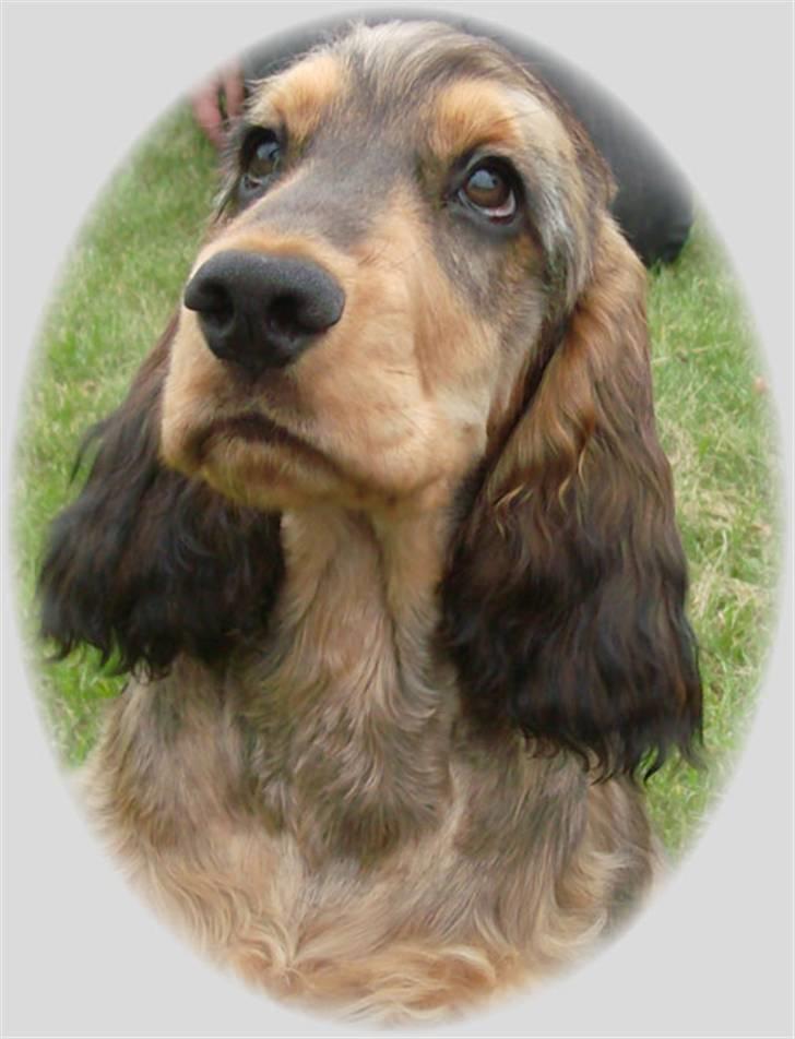 Cocker spaniel Indi (Zobel) billede 2
