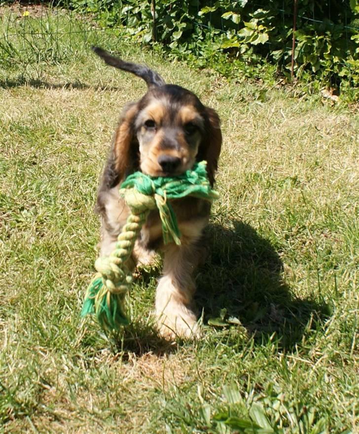 Cocker spaniel Indi (Zobel) billede 3