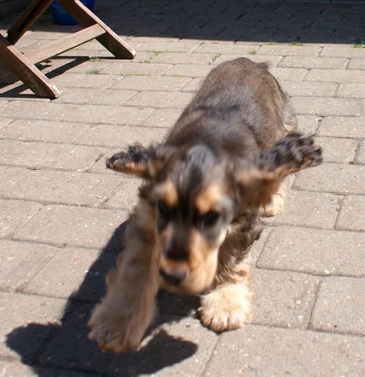 Cocker spaniel Indi (Zobel) billede 4