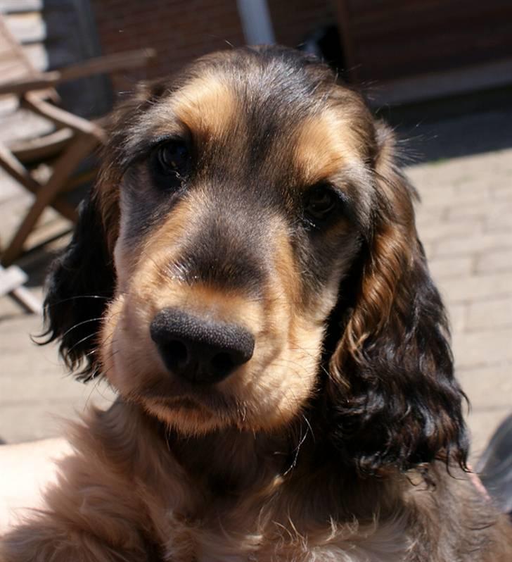 Cocker spaniel Indi (Zobel) billede 5