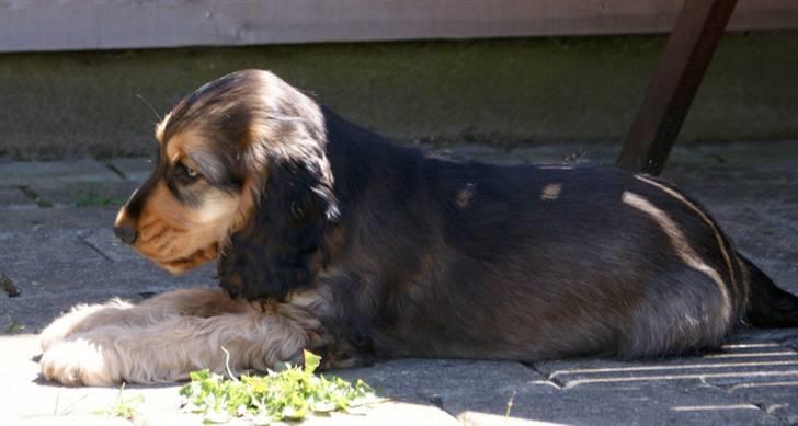 Cocker spaniel Indi (Zobel) billede 6