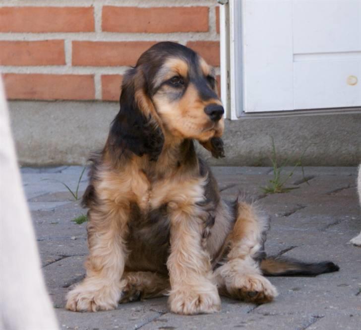 Cocker spaniel Indi (Zobel) - Billeder af hunde - Uploaded ...