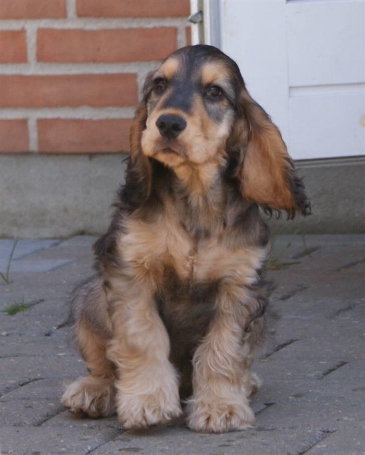 Cocker spaniel Indi (Zobel) billede 9