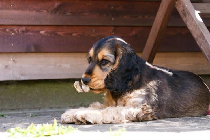 Cocker spaniel Indi (Zobel) billede 10