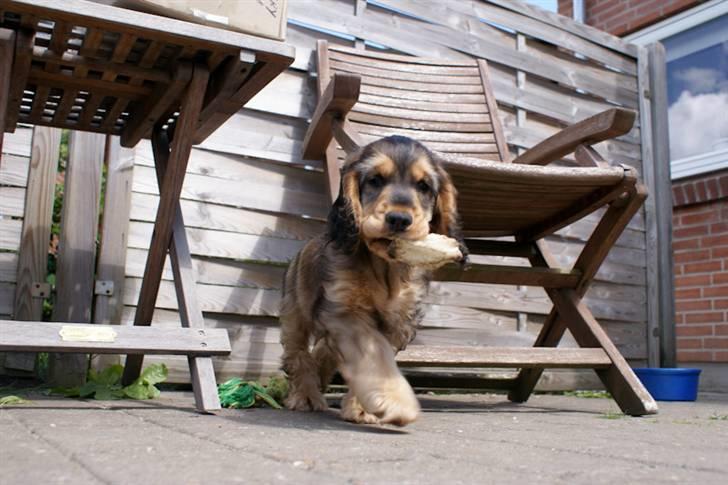 Cocker spaniel Indi (Zobel) billede 11