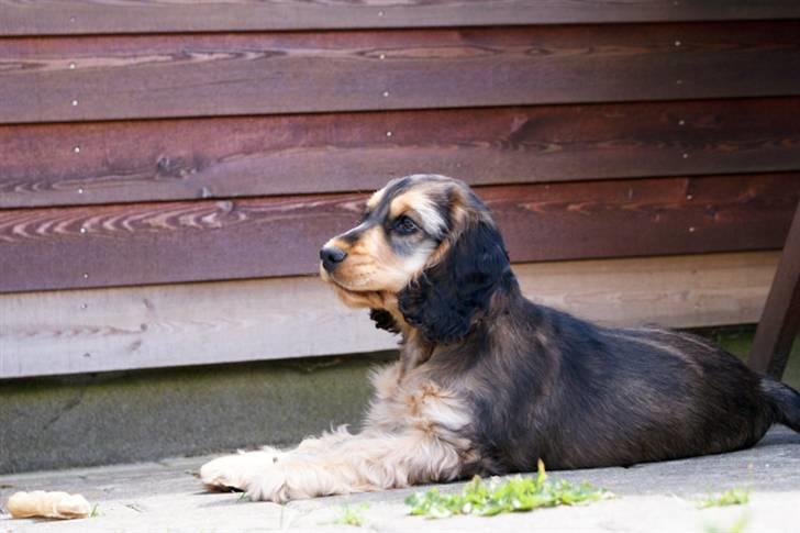 Cocker spaniel Indi (Zobel) billede 12