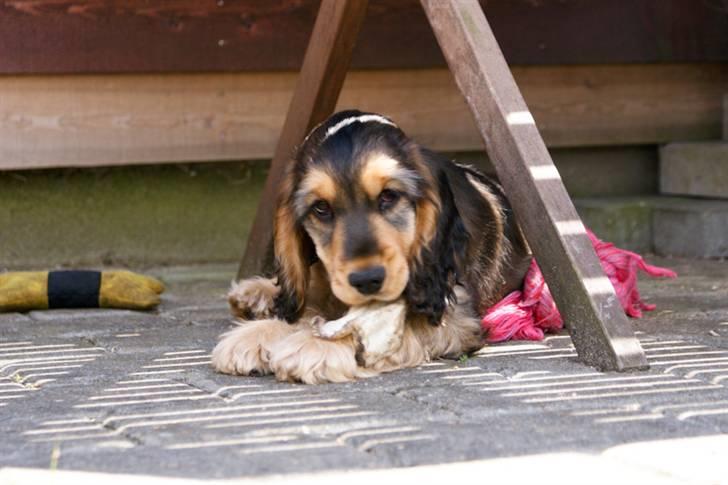 Cocker spaniel Indi (Zobel) billede 13