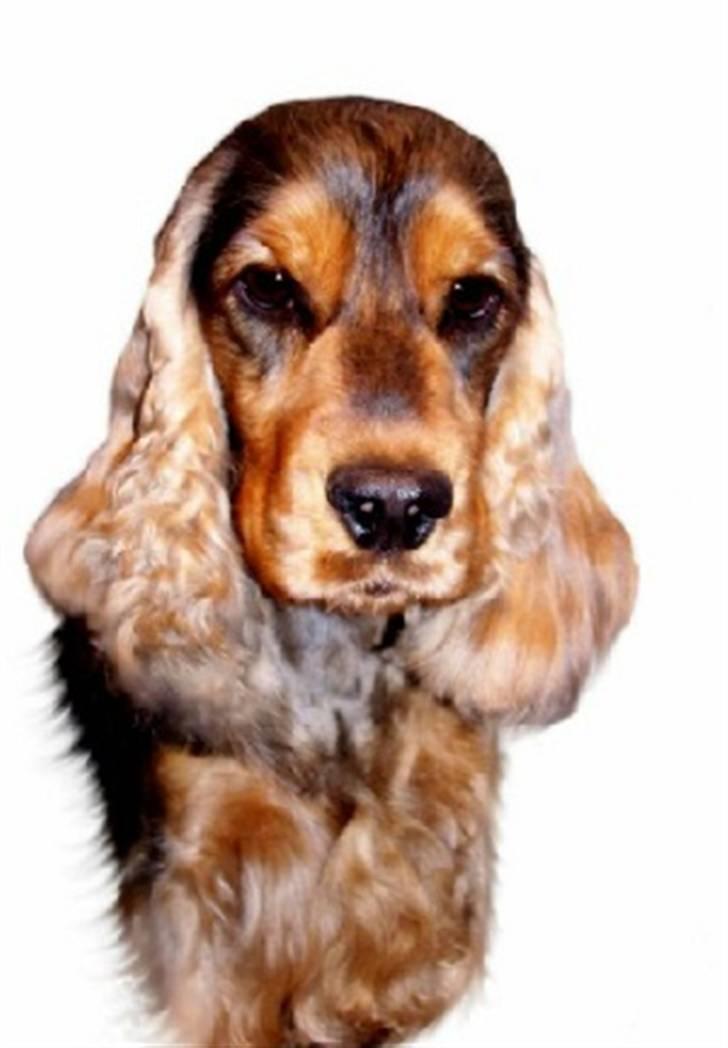 Cocker spaniel Indi (Zobel) - Indi´s Mor billede 14