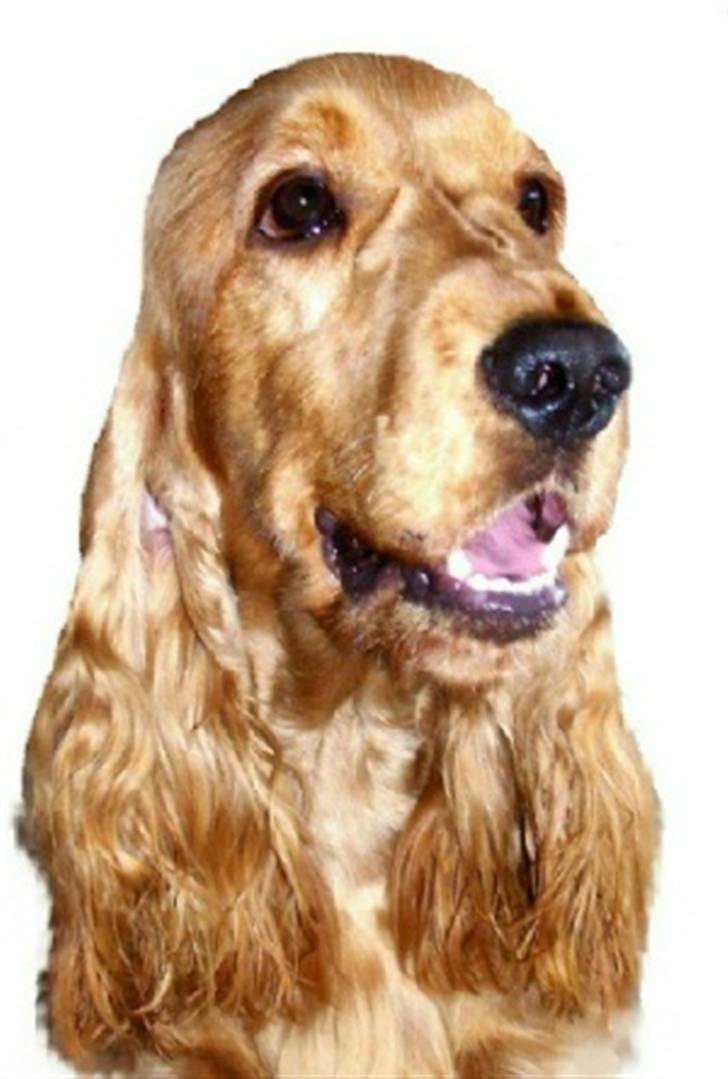 Cocker spaniel Indi (Zobel) - Indi´s Far billede 15